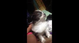 Shih Tzu Puppy Cools Off Next To Fan