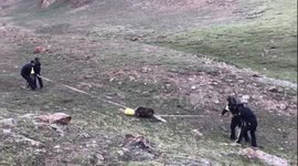 Police officers remove plastic bucket stuck on brown bear's head in China's Qinghai