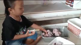 Feeding dozens of adorable macaw and sun conure chicks