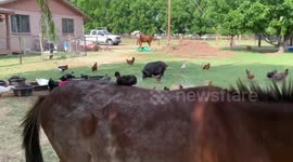 Baby Rooster Hitches a Ride on a Mini Mule