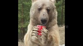 Bear and his favourite cup