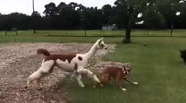 Hilarious moment Texas alpaca chases off dog for getting near her bestie, a pig
