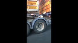 Chickens thrown from truck on a Melbourne highway