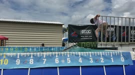 Dog makes tiny splash during Florida dock diving competition