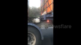 Chickens cling to truck going 100 kph after falling out crate on Melbourne highway