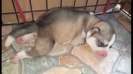 When you're tired but this shit won't bug you off