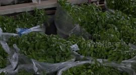 Palestinian women in Gaza defy food poverty by working potato farm