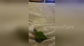 Pet bird plays fetch like a dog with paper ball in Australian home