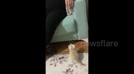 Little Kitten Simit Tries To Jump to the Couch and Falls