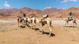 Excited Tourist After Camel Beach Ride In Dahab