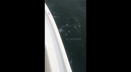 Tiger Shark Landed in the Gulf!