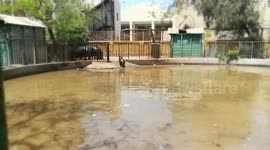 Amazing Hippo Family Gets Under Water By Turn