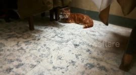 Male Cat Pretend To Be Football Player