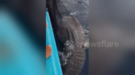 Indonesian fishermen free endangered whale shark caught in net