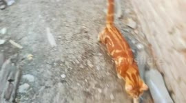 Super Cats On Roof Mission Finding Snorry