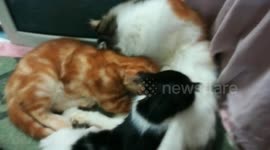 kitties wants mom breastfeeding milk