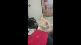 Kitty sleeps around owner neck chair