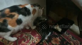 Kitty Doesn't Drink No Breast Milk ' Mom Drink It '