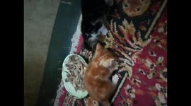 Kitties Find Plate Of Bones