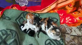 Strange Sound Make Twins Kitties Afraid