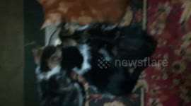 Twins Kitties Eats Bread With Milk