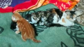 Male starts Fight with kitty