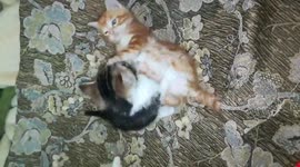 Kitty Got In Brother Fight On Bed