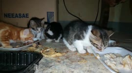 Hungry Kitties Finds Big Meal