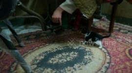 Baby kitties play with owner