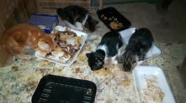 Hungry Hungry four Twins Kitties