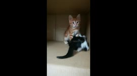 Male Cat Plays With Kitty WWE Match