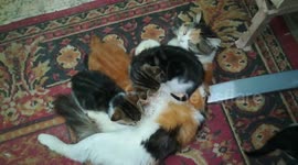 Mom breastfeeding her four kitties