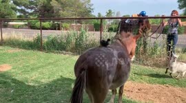 Farm Uber: Baby rooster takes a ride on a mini mule