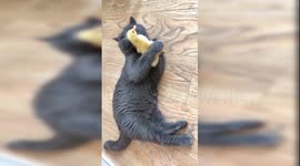 British shorthair cuddles and licks a tiny duckling in China