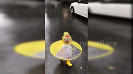 Baby girl in a duck themed coat joyfully runs through the rain in Shanghai