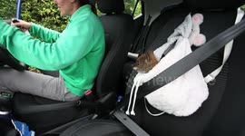 Baby wallaby is being hand-reared in UK and even travels strapped into carer's car seat