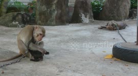 The monkey takes care of the puppy