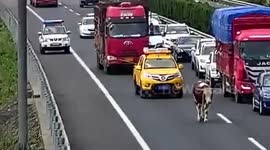 Cow strolls along busy motorway after falling from a transport truck in China