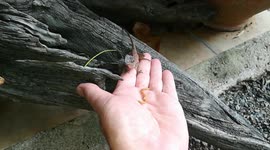 Thai Dr Dolittle hand feeds hungry chameleon in his garden