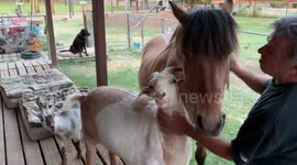 Jealous goat interrupts pony's grooming session at Arizona farm