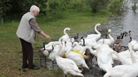 UK grandmother saves hundreds of swans by feeding them everyday after their habitat was destroyed in 2009