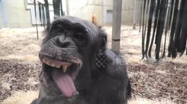 Chimp with ridiculously expressive face checks herself out in window