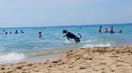 Dog jumps like crazy enjoying the sea during summer