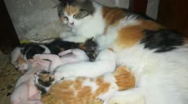 Mom Cat With 6 twins Kitties