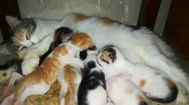 Mother Cat Breast Feeding 6 Twins Kitties