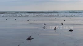 Group of baby turtles scramble to get into the sea on Indonesian beach