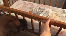 US dog obsessed with newborn baby gently rocks her to sleep