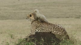 Tiny cheetah cub climbs up mom's head, Maasai Mara, Kenya