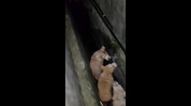 Litter of six puppies rescued from city drain in Malaysia
