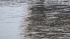Happy little fish jump for joy over a floating stick as fresh rain falls on the ocean.